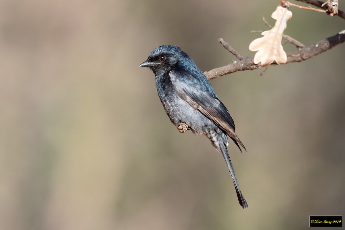 Fork-tailed Drongo - David Irving