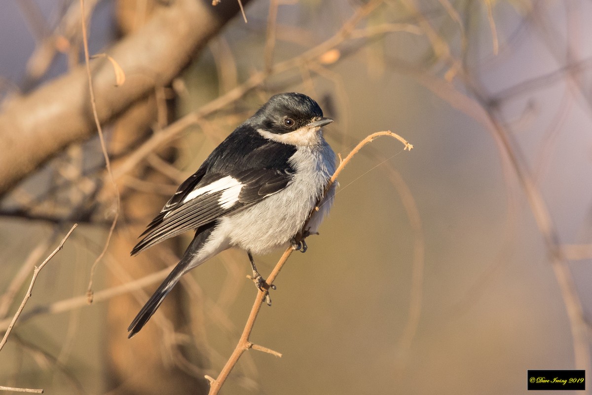 Fiscal Flycatcher - David Irving