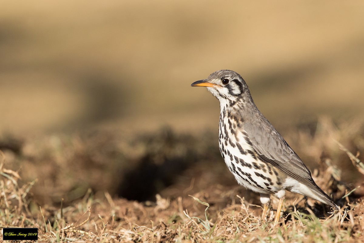 Groundscraper Thrush - ML170684011