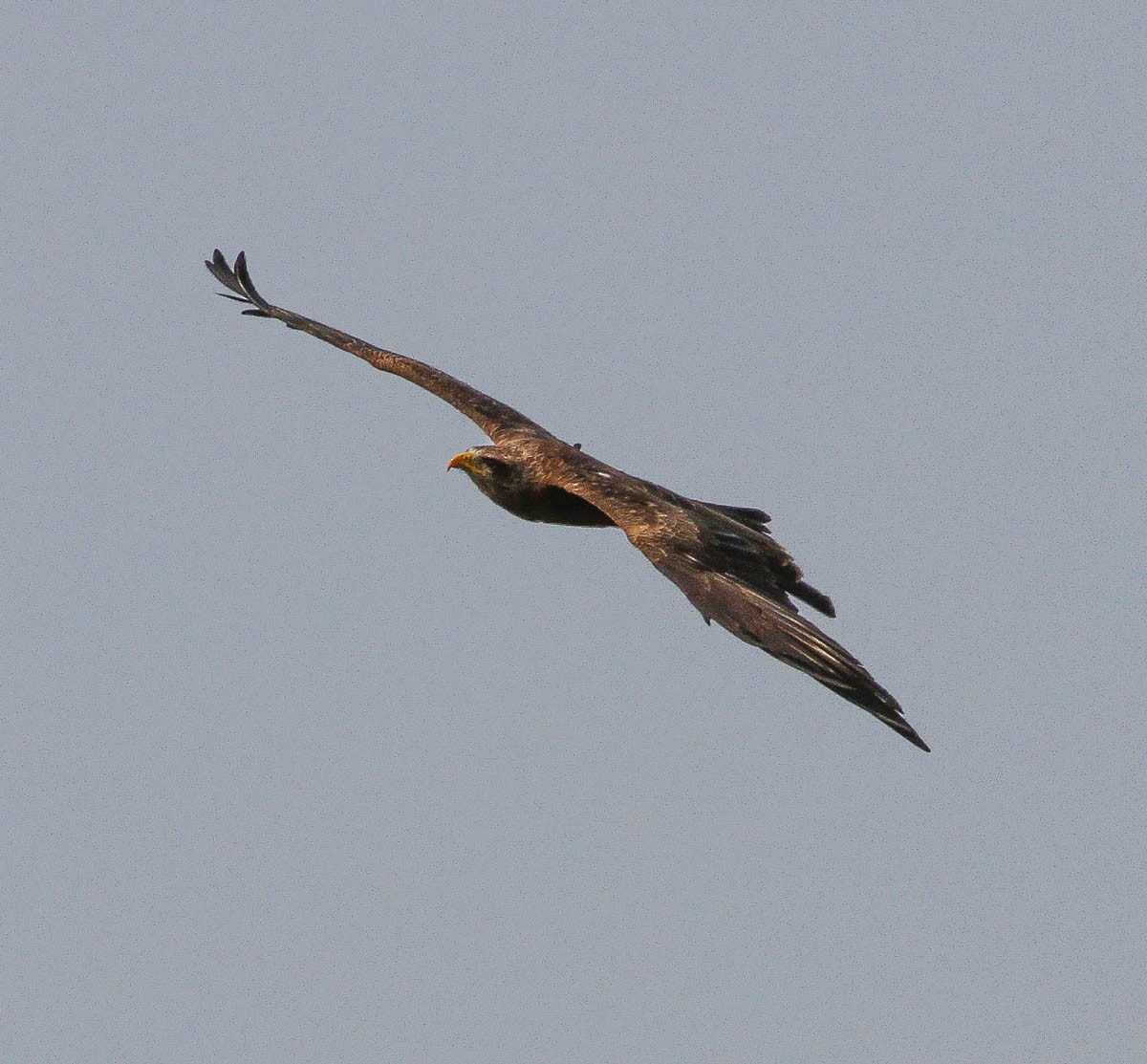 Black Kite (Yellow-billed) - ML170684951