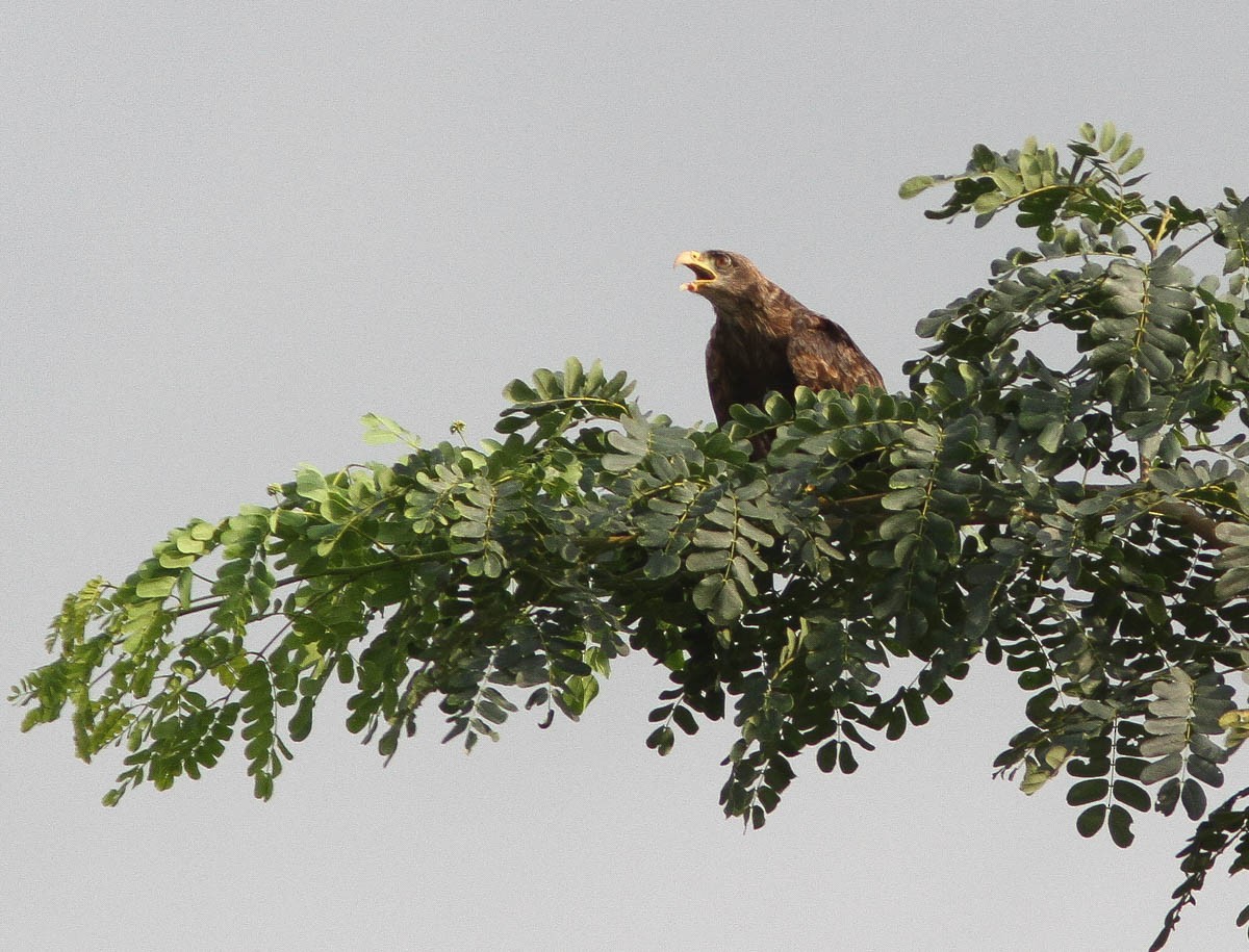 luňák hnědý (ssp. aegyptius/parasitus) - ML170684961