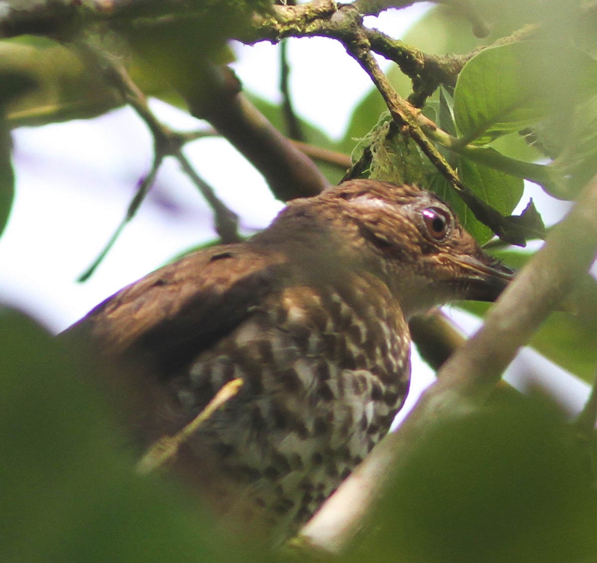 Sao Tome Thrush - ML170685061