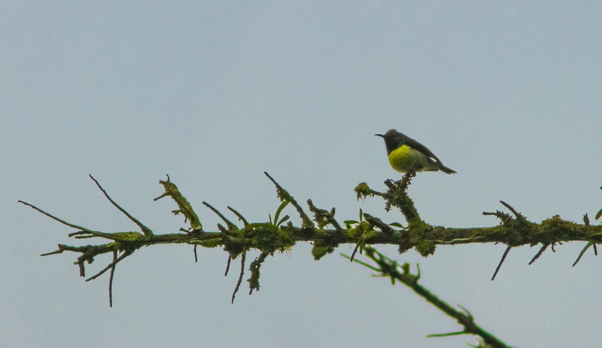 Newton's Sunbird - ML170685091