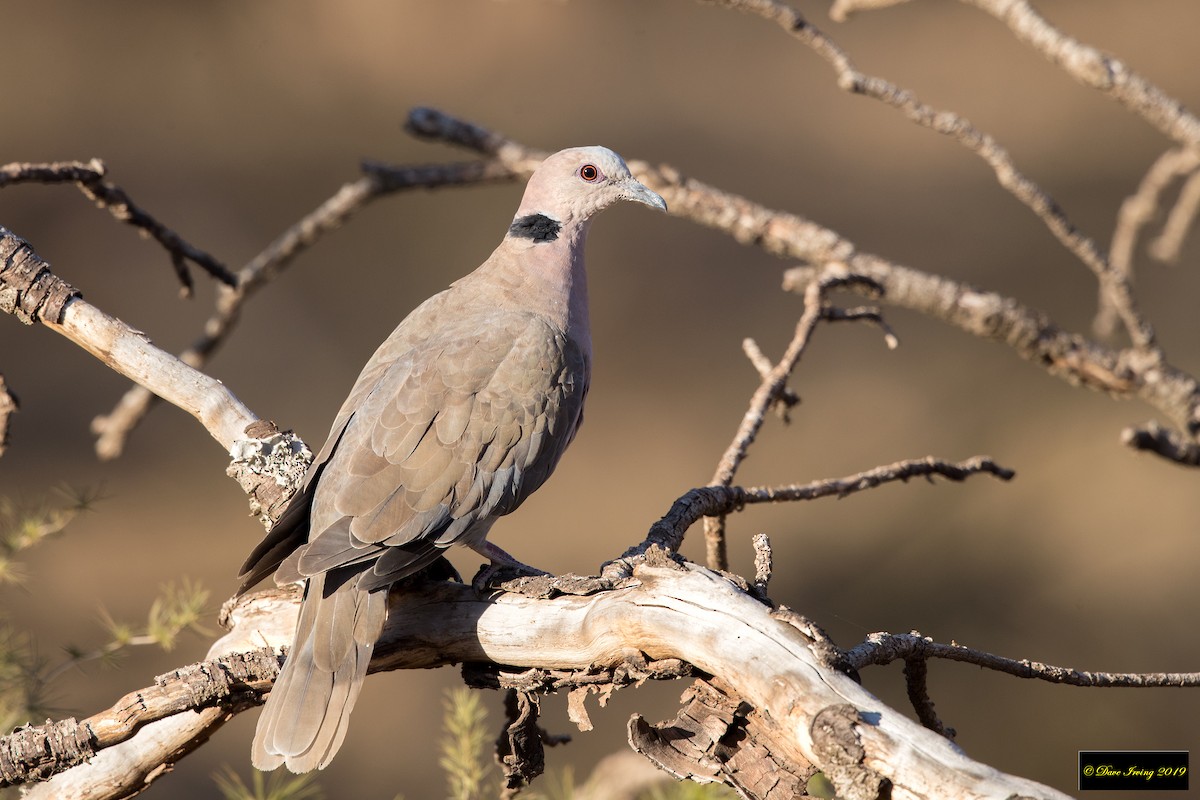 Red-eyed Dove - ML170685261