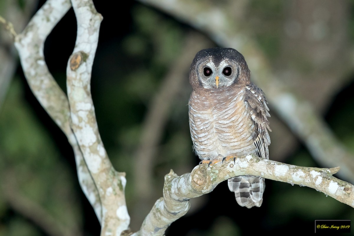 African Wood-Owl - David Irving