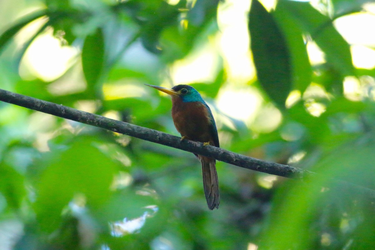 Jacamar à joues bleues - ML170687521