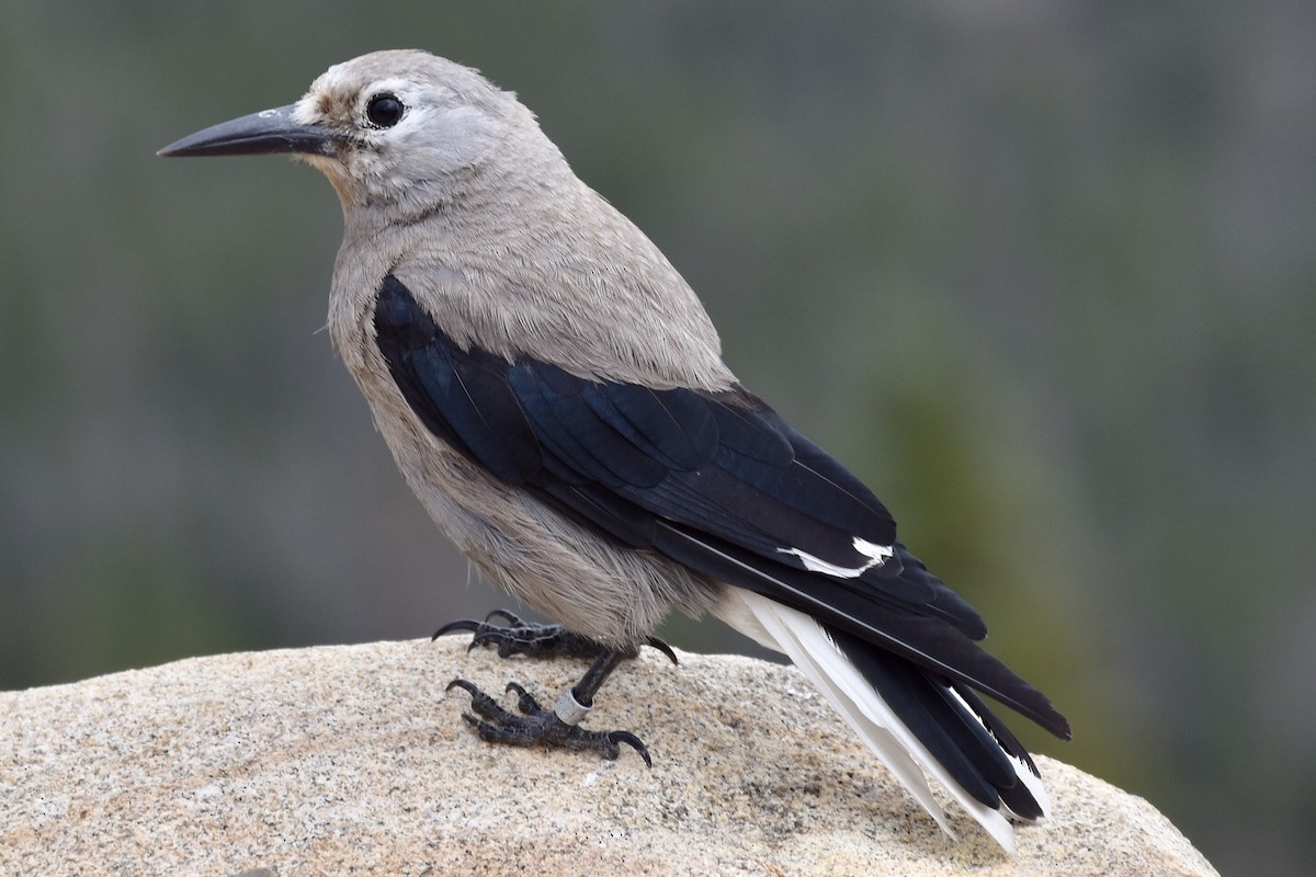 Clark's Nutcracker - ML170688161