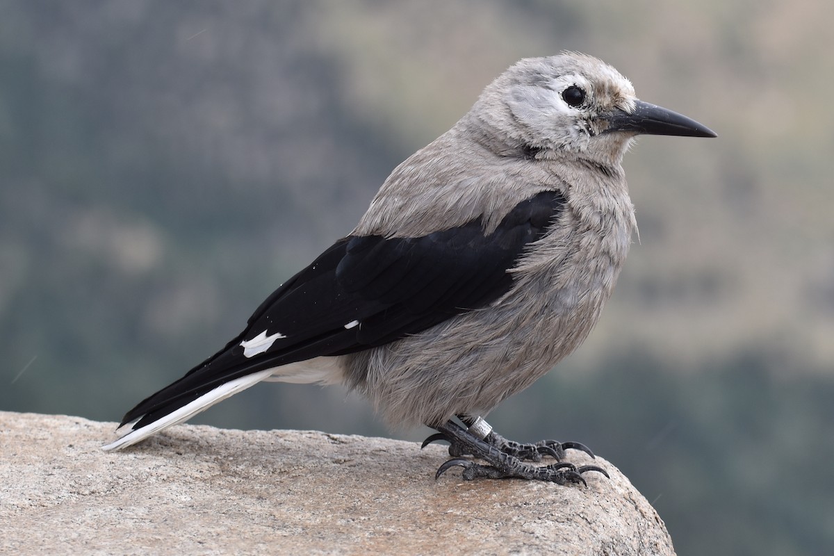 Clark's Nutcracker - ML170688171