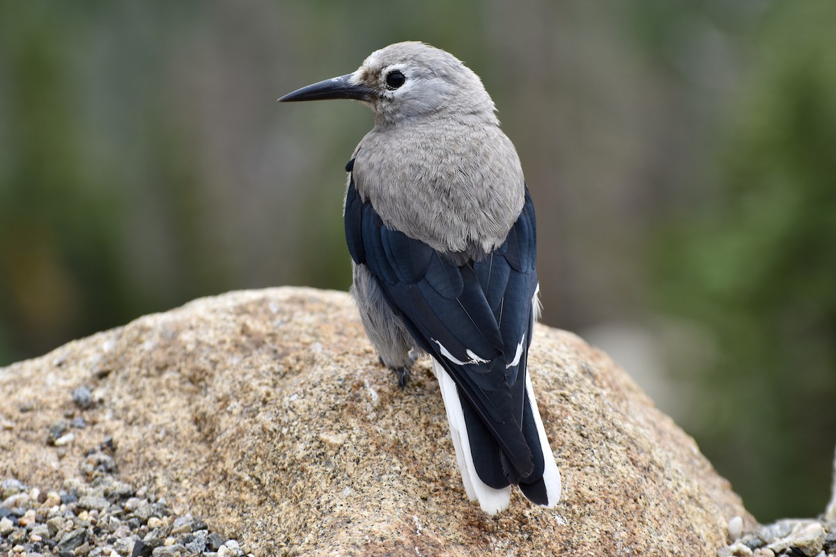 Clark's Nutcracker - ML170688191