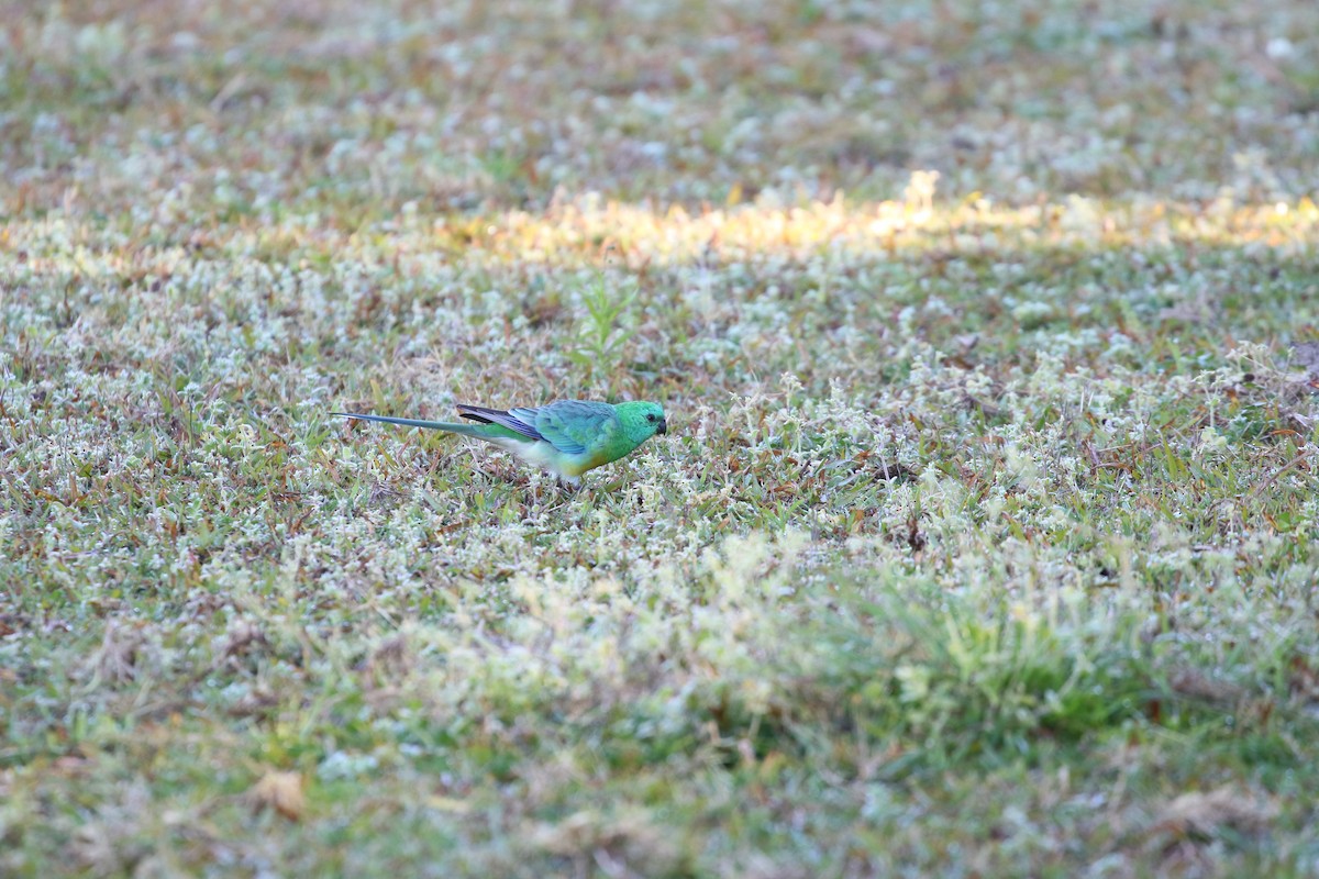 Red-rumped Parrot - ML170690921