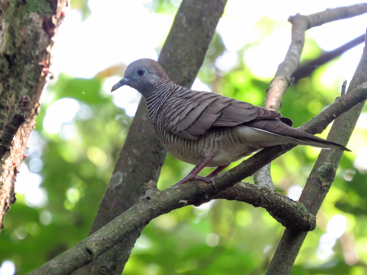 Zebra Dove - ML170696661