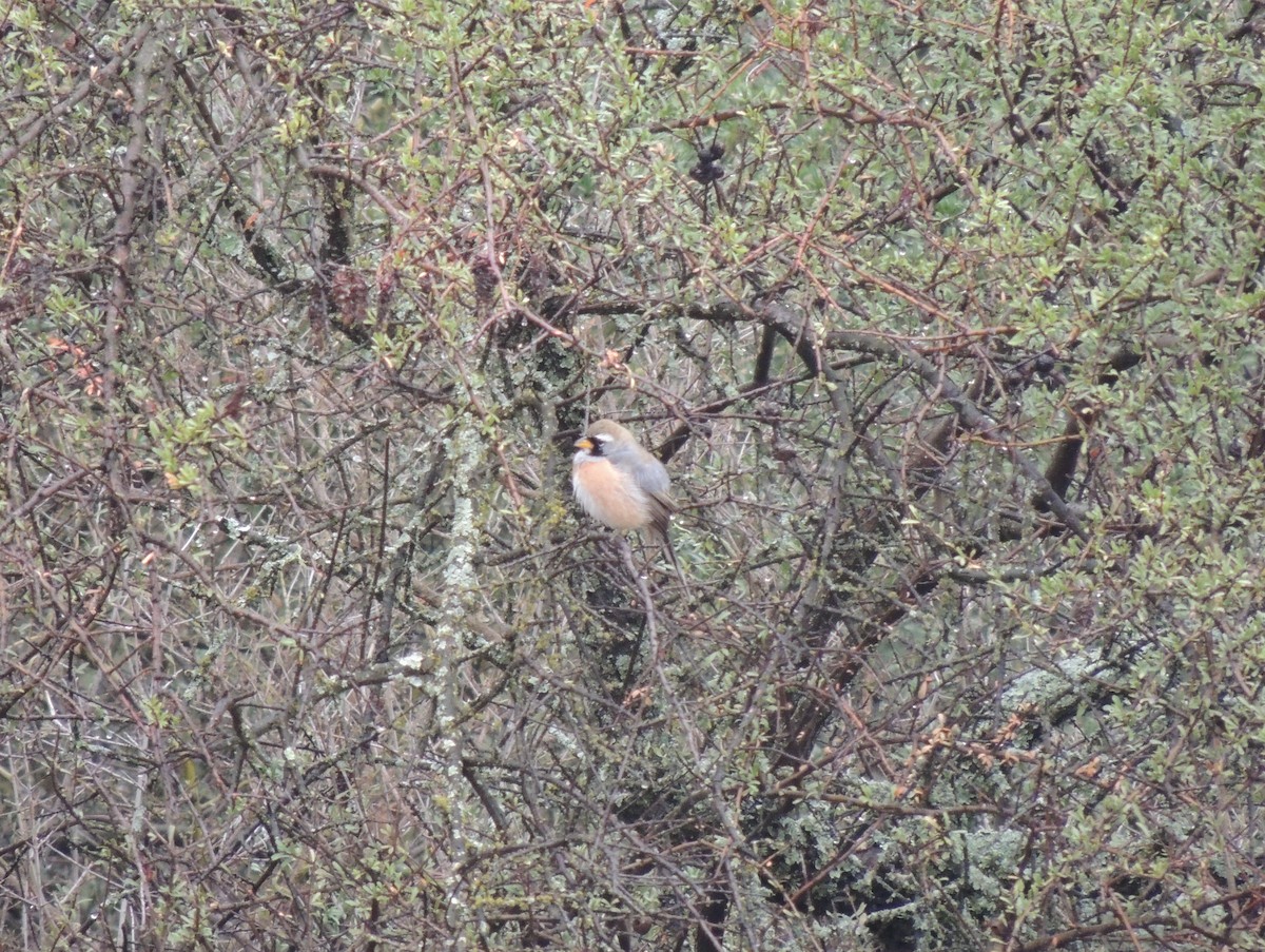 Many-colored Chaco Finch - ML170699591