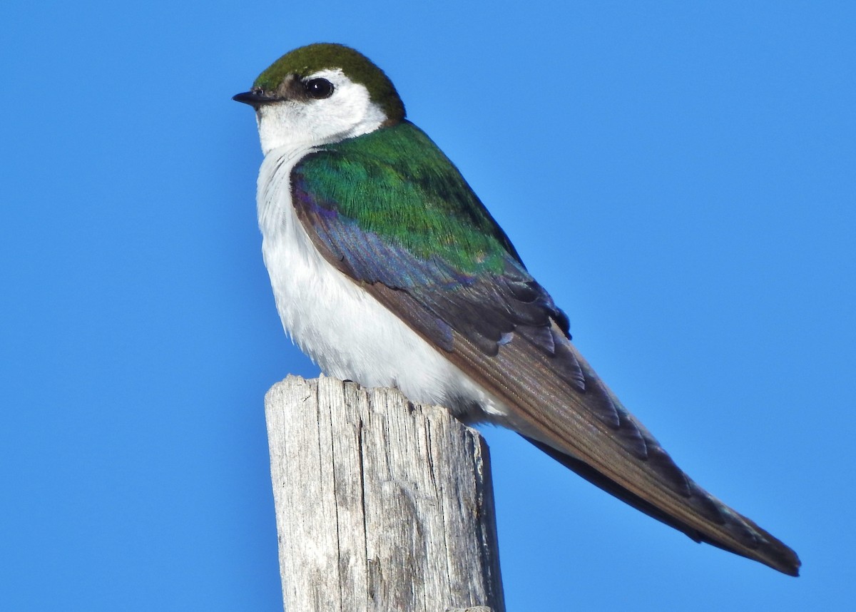 Violet-green Swallow - Kent Miller