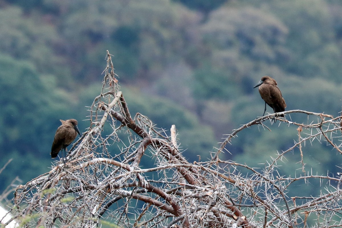 Hamerkop - Colin Sumrall