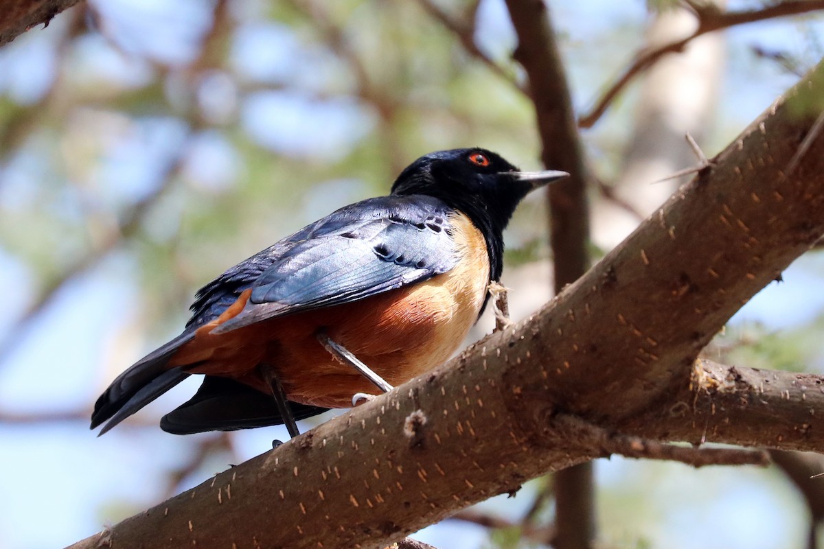 Hildebrandt's Starling - ML170702971