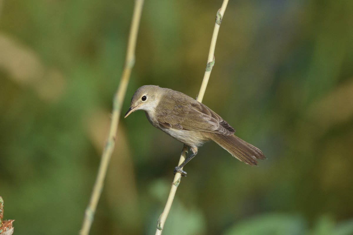 Western Olivaceous Warbler - Santiago Caballero Carrera