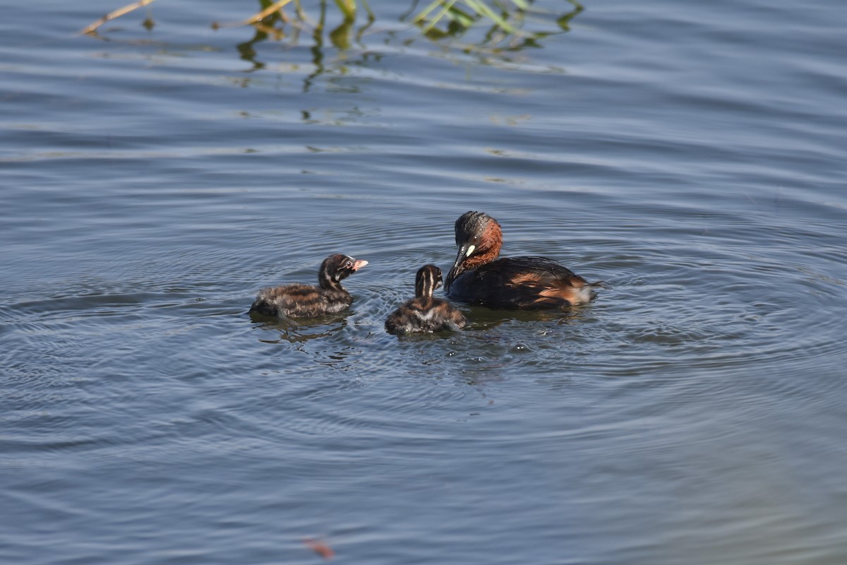 Little Grebe - Santiago Caballero Carrera