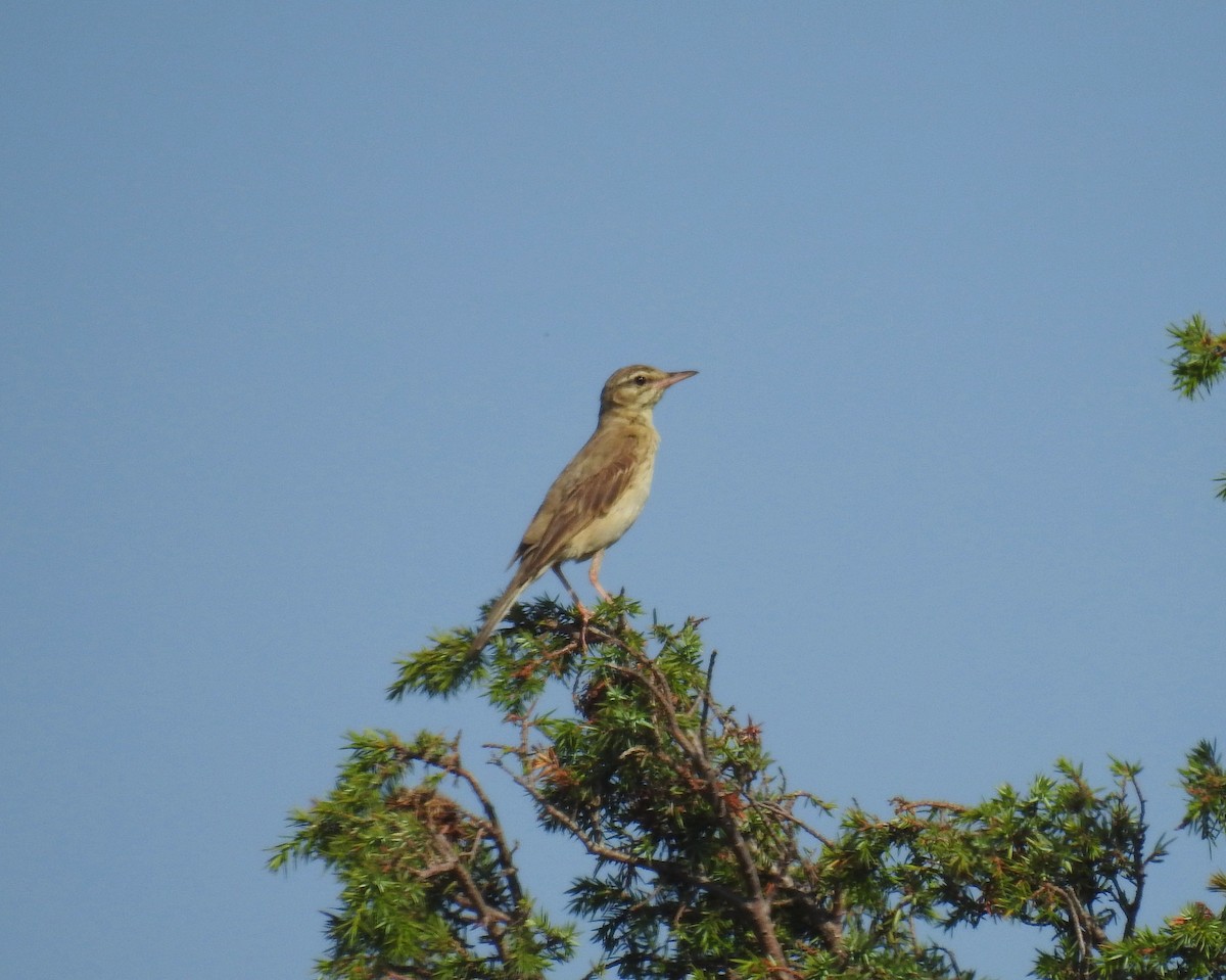 Tawny Pipit - ML170704451