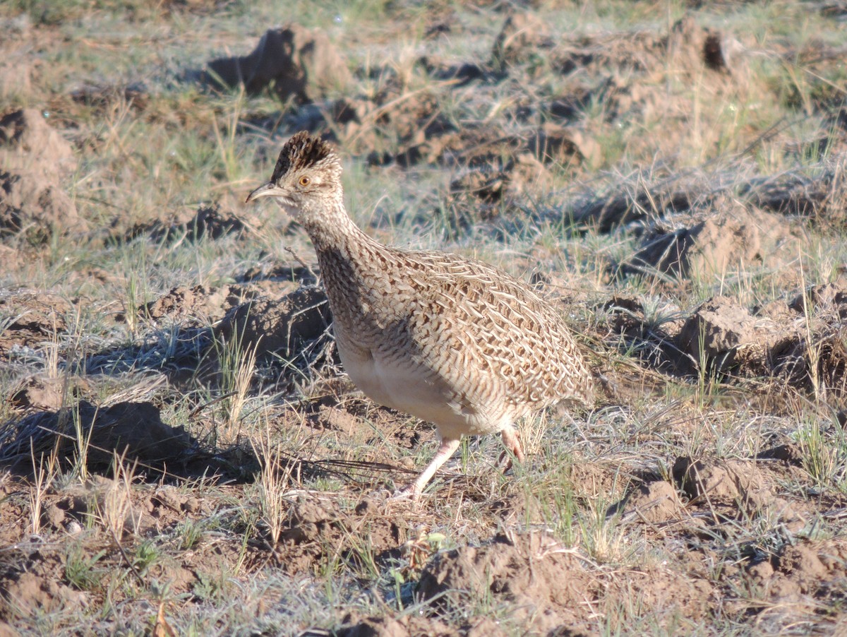 Brushland Tinamou - Gonzalo Diaz / Birdwatching Argentina.Ar