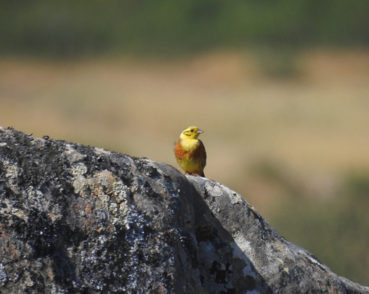 Bruant jaune - ML170704741