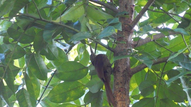 Cocoa Woodcreeper - Terry van Niekerk