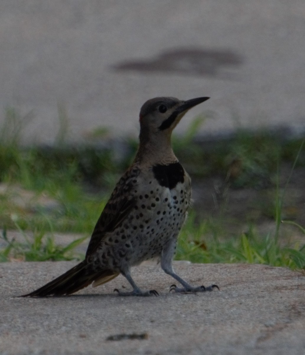 Northern Flicker - ML170705841