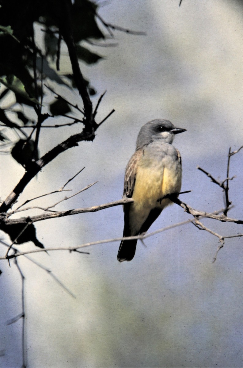 Cassin's Kingbird - ML170707541