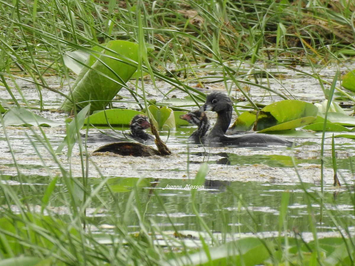 Pied-billed Grebe - ML170707701