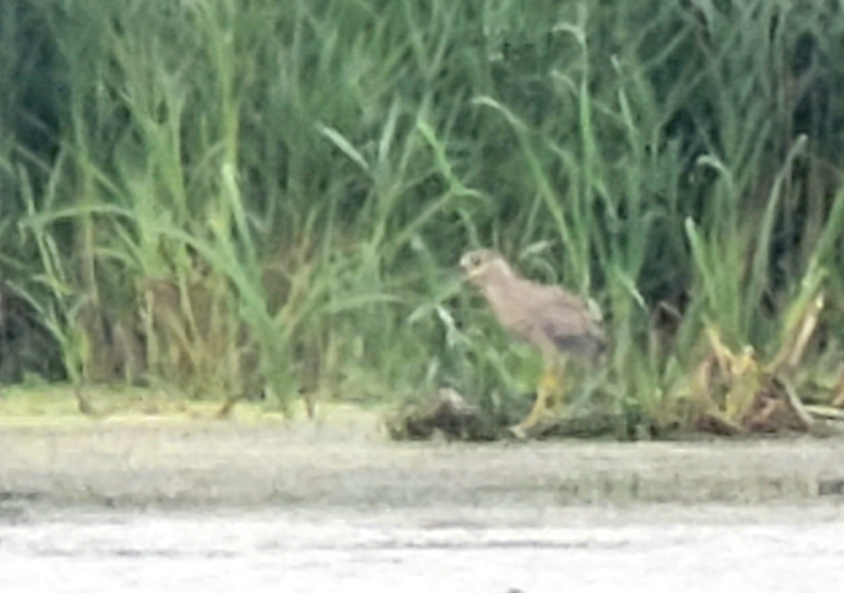 Black-crowned Night Heron - Jay McGowan