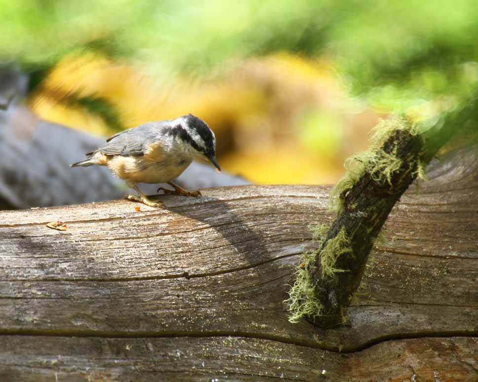 Red-breasted Nuthatch - ML170709281