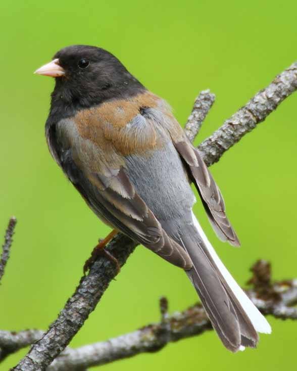 Junco ardoisé - ML170709431