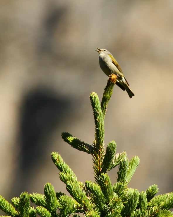 Tennessee Warbler - ML170709481