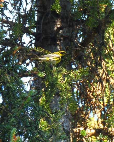 Townsend's Warbler - Jason Duxbury