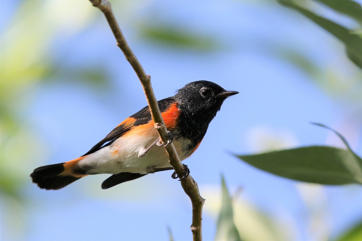 American Redstart - Bob Friedrichs