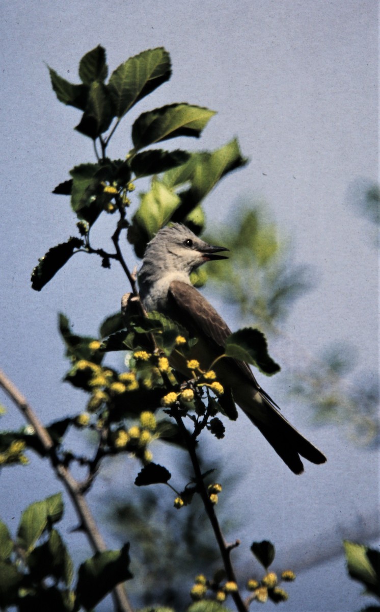 Western Kingbird - ML170710091