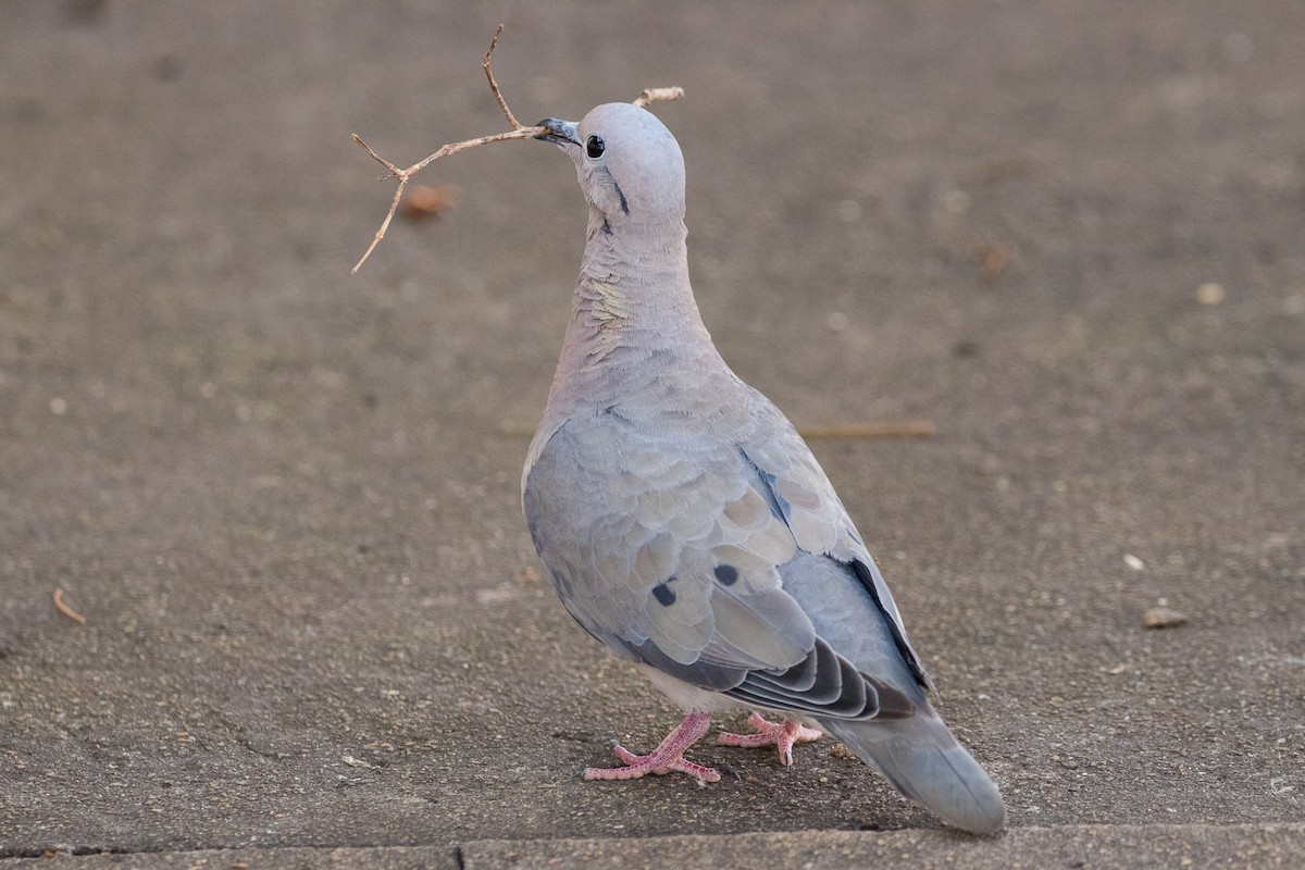 Eared Dove - ML170712731