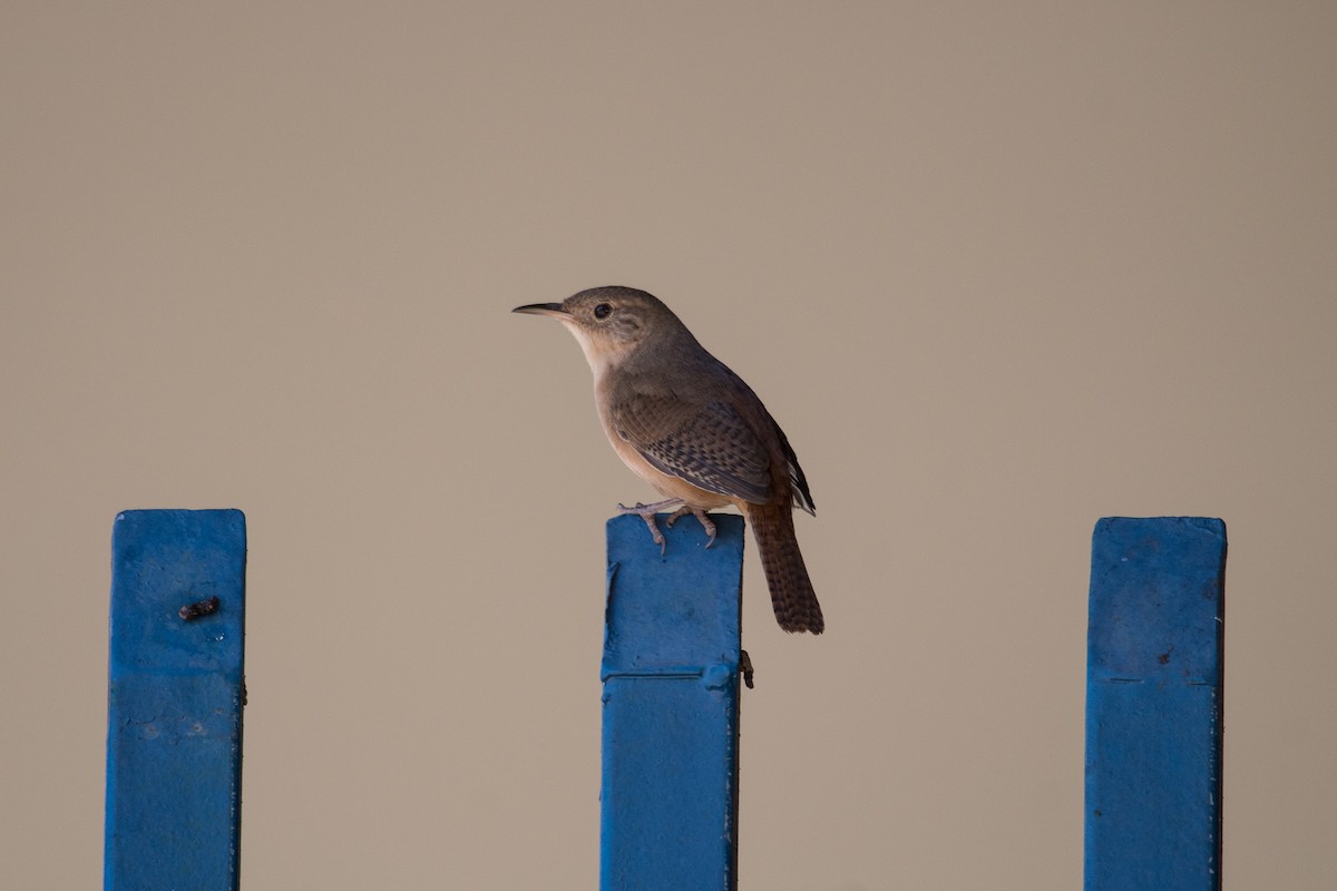 House Wren - Celso Modesto Jr.