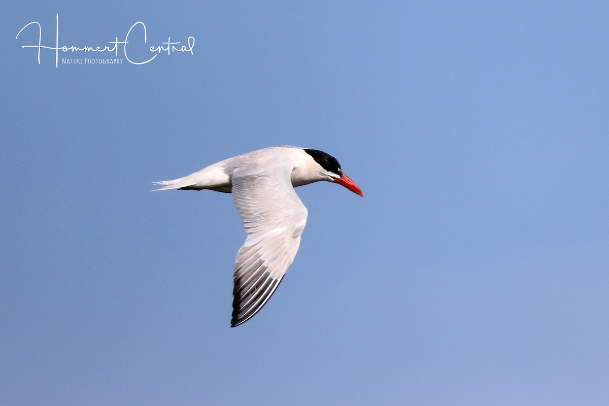 Caspian Tern - Doug Hommert