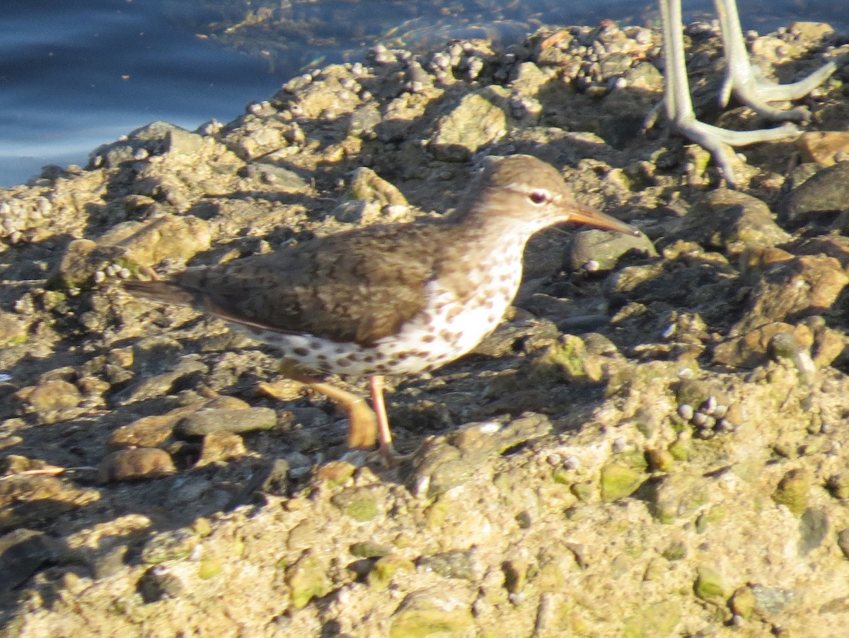 Spotted Sandpiper - ML170714541