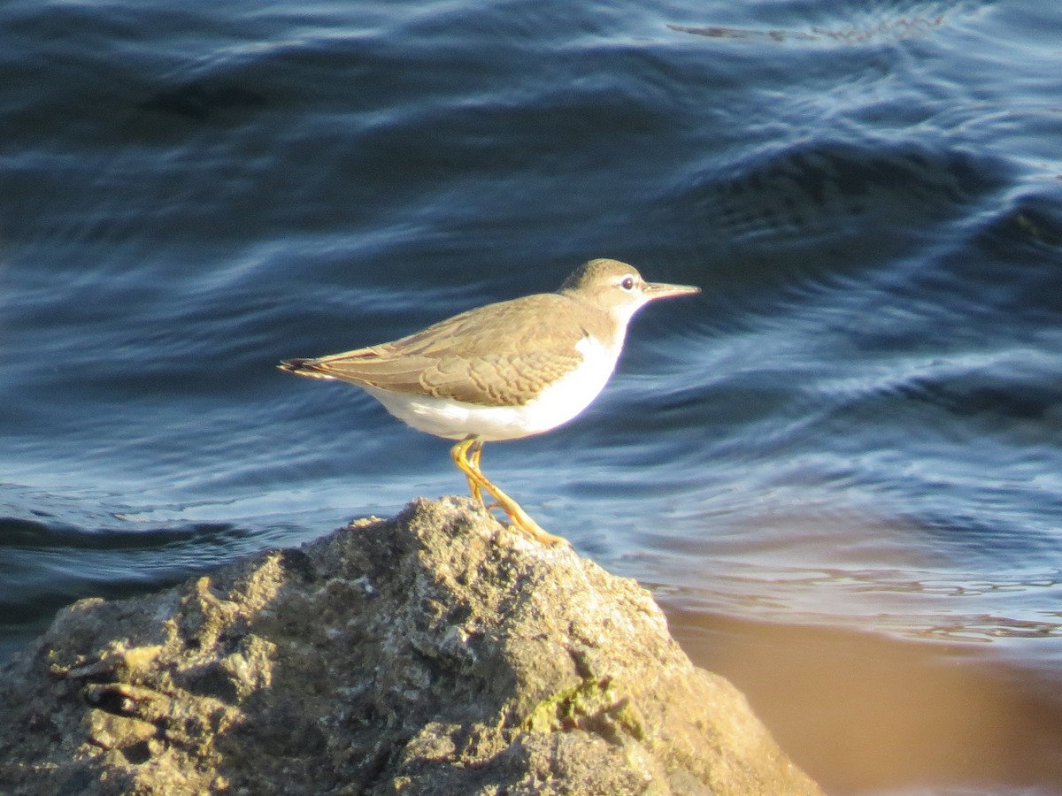 Spotted Sandpiper - ML170714551