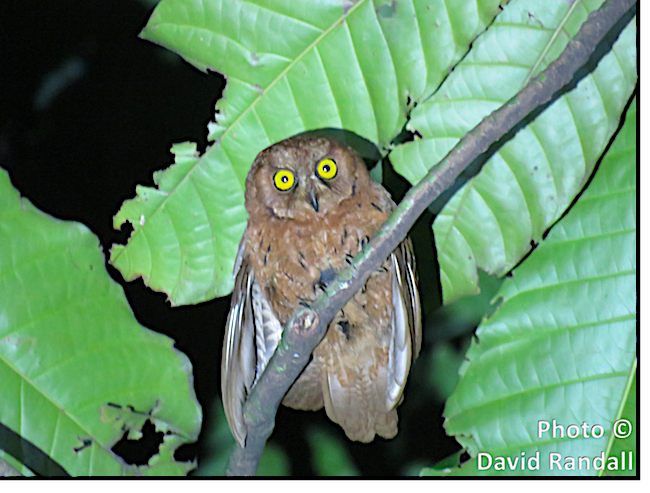 Principe Scops-Owl - ML170714741