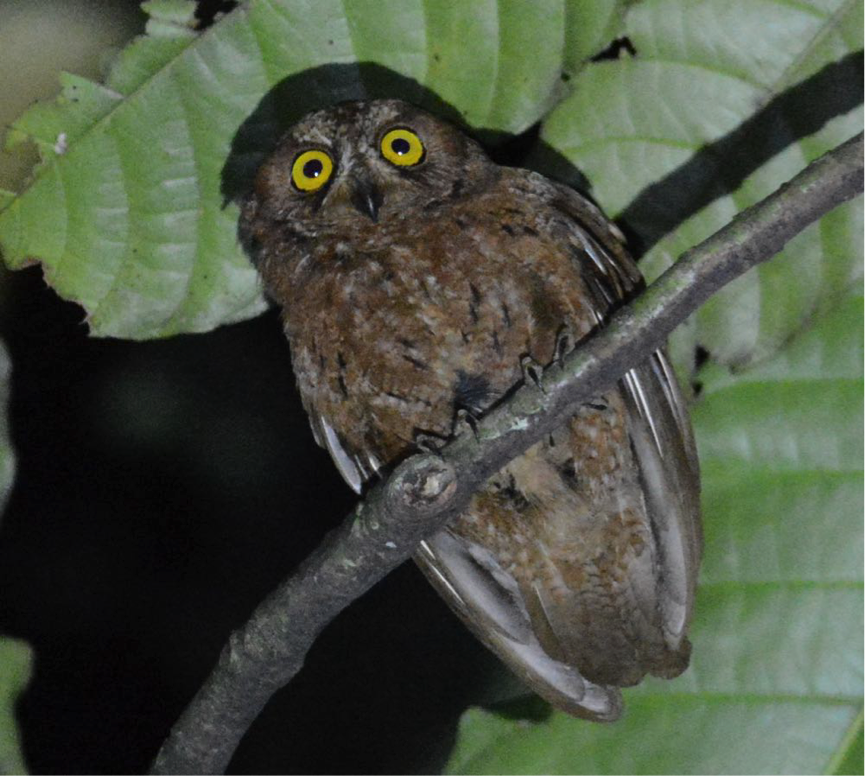 Principe Scops-Owl - ML170714751