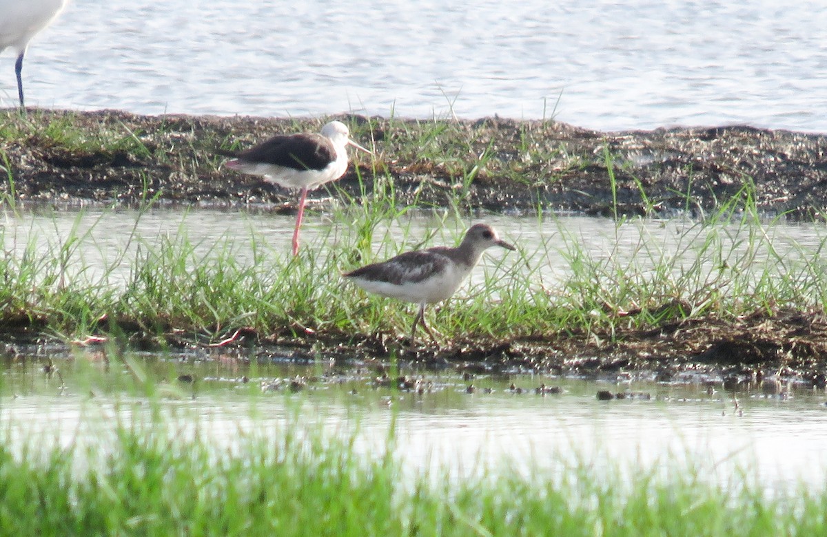 Black-bellied Plover - Sumesh PB
