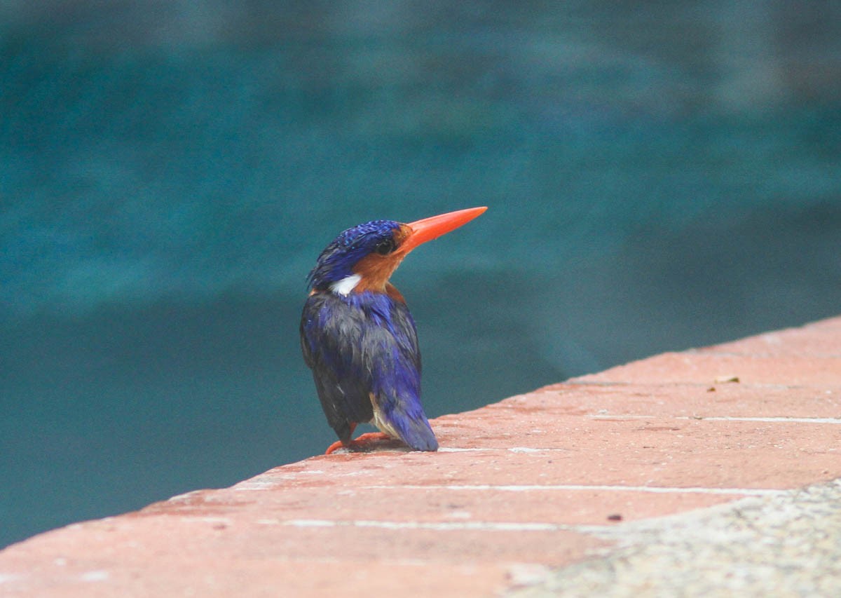 Malachite Kingfisher (Principe) - Phil Hyde