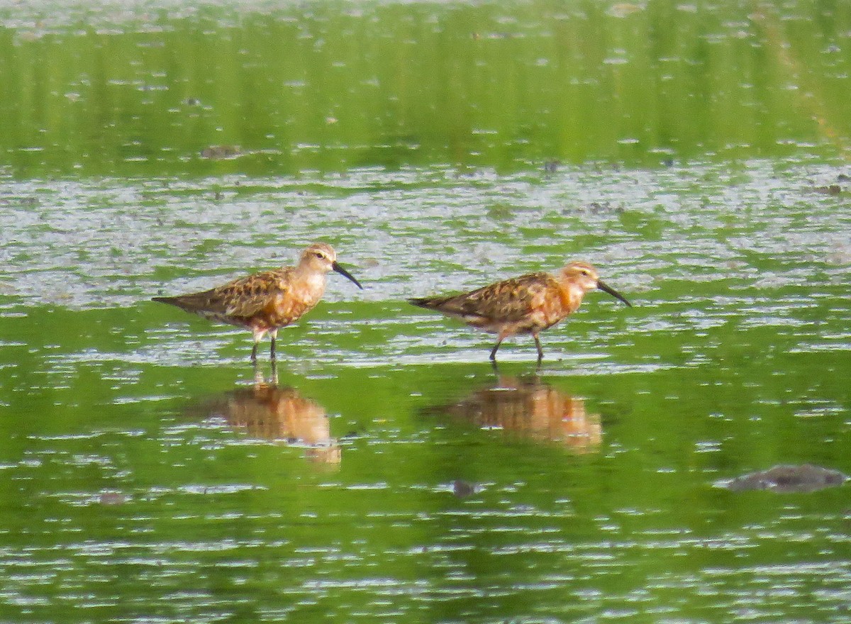 Curlew Sandpiper - Sumesh PB