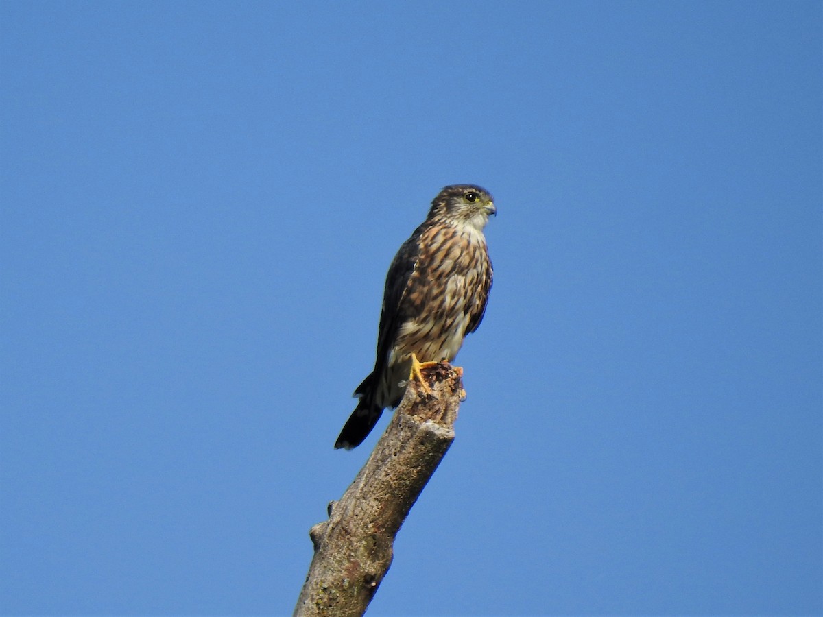 Merlin - Susan Brauning