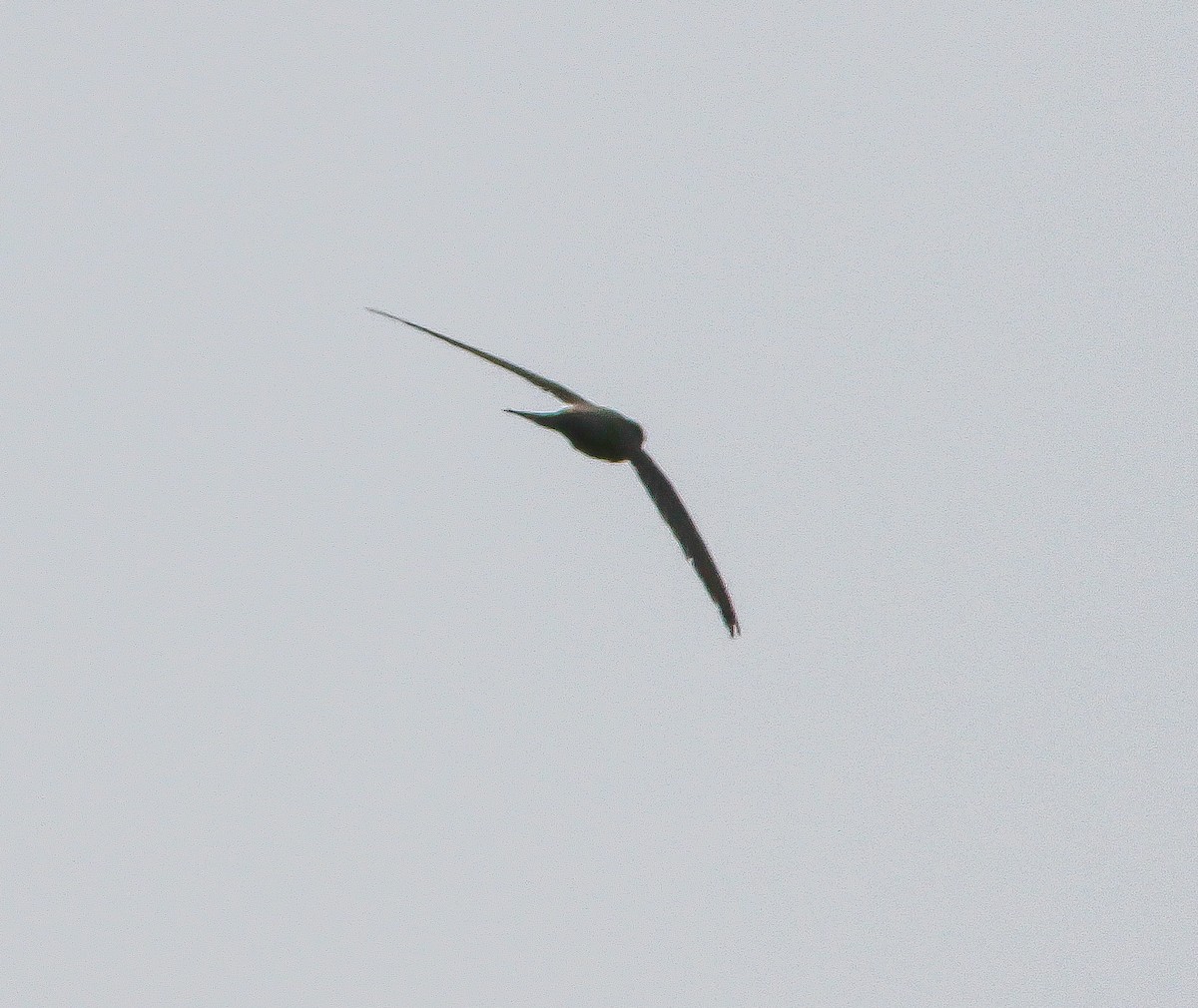 African Palm Swift - Phil Hyde