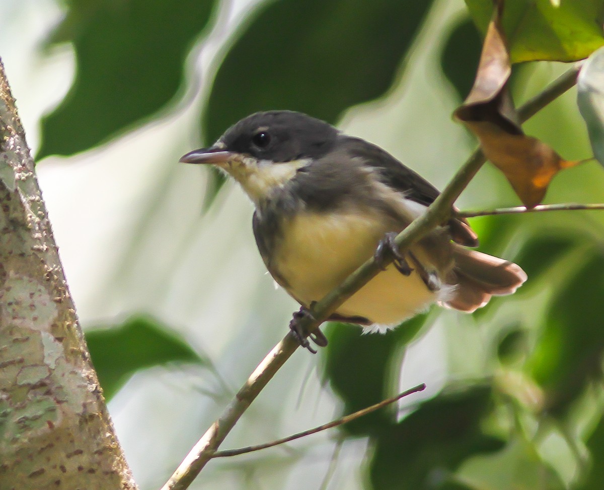 Dohrn's Thrush-Babbler - Phil Hyde