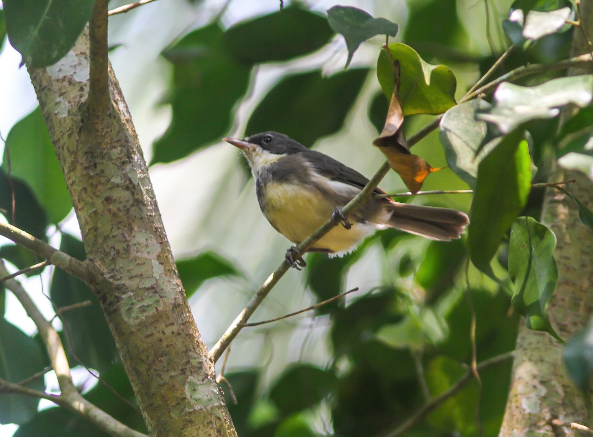 Dohrn's Thrush-Babbler - Phil Hyde