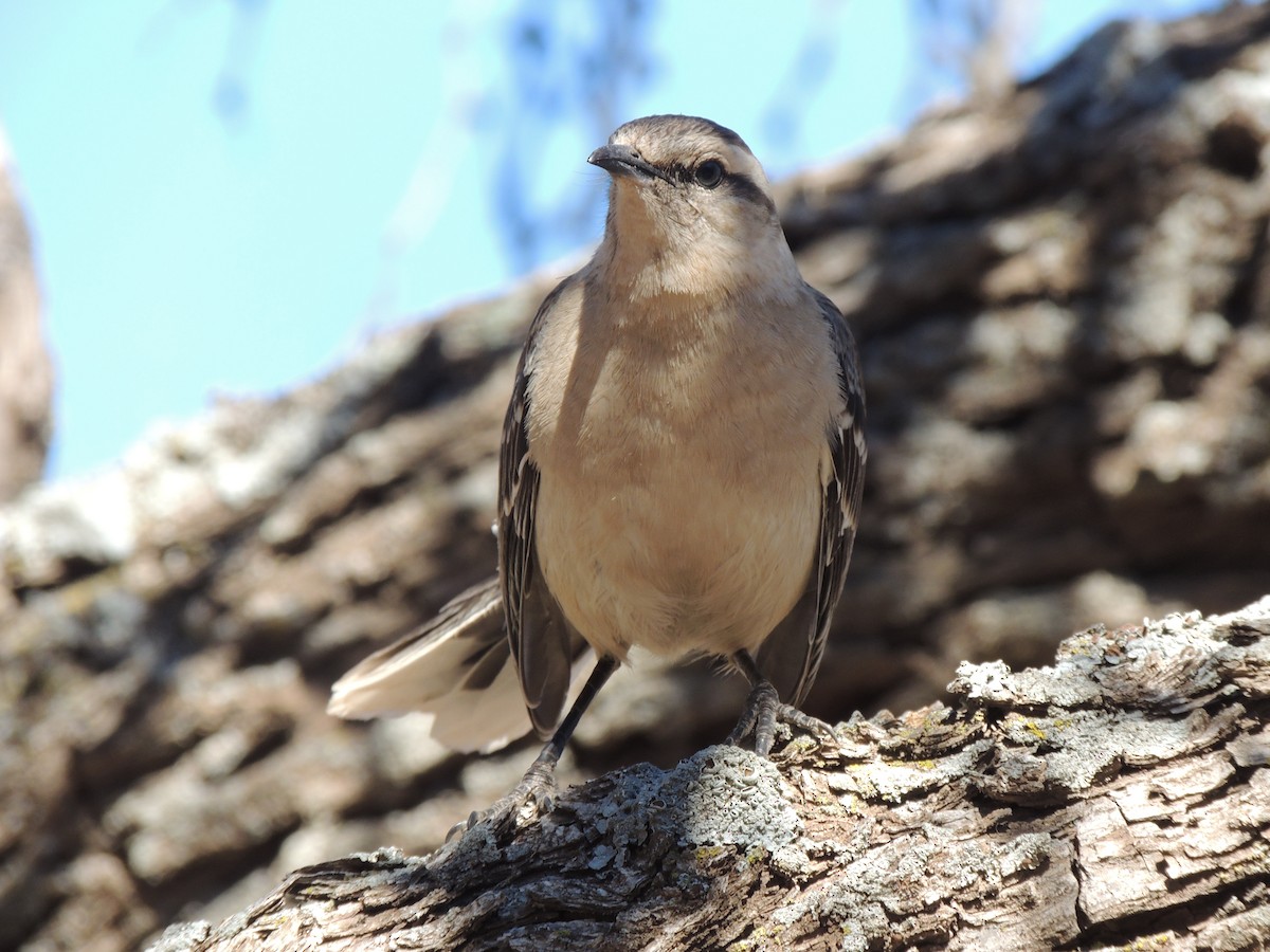 Chalk-browed Mockingbird - Gonzalo Diaz